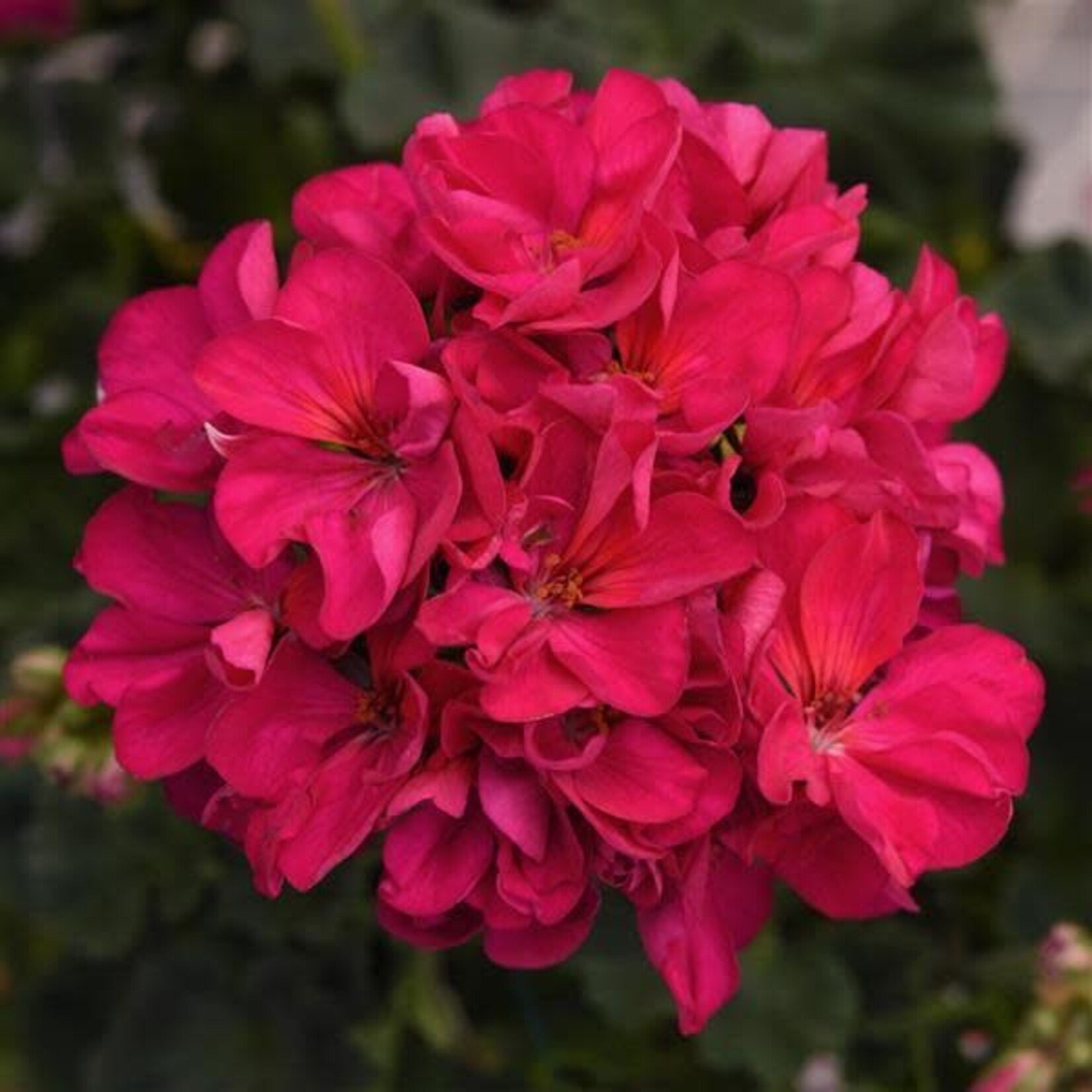 Geranium, Presto Violet Zonal 4 in