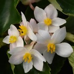 Begonia, Dragon Wing White 1G