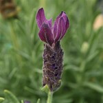 Lavender, Primavera 1G