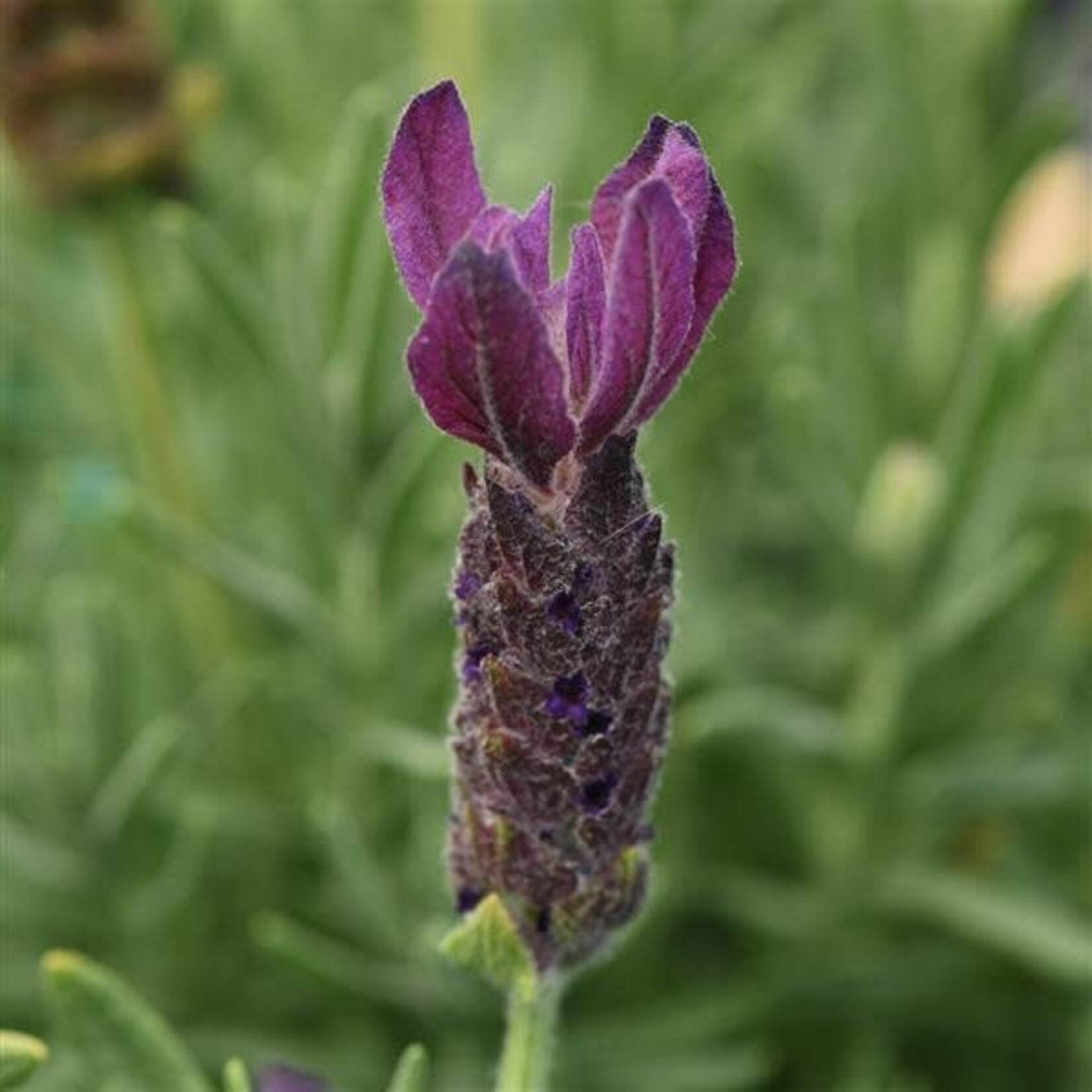Lavender, Primavera 1G