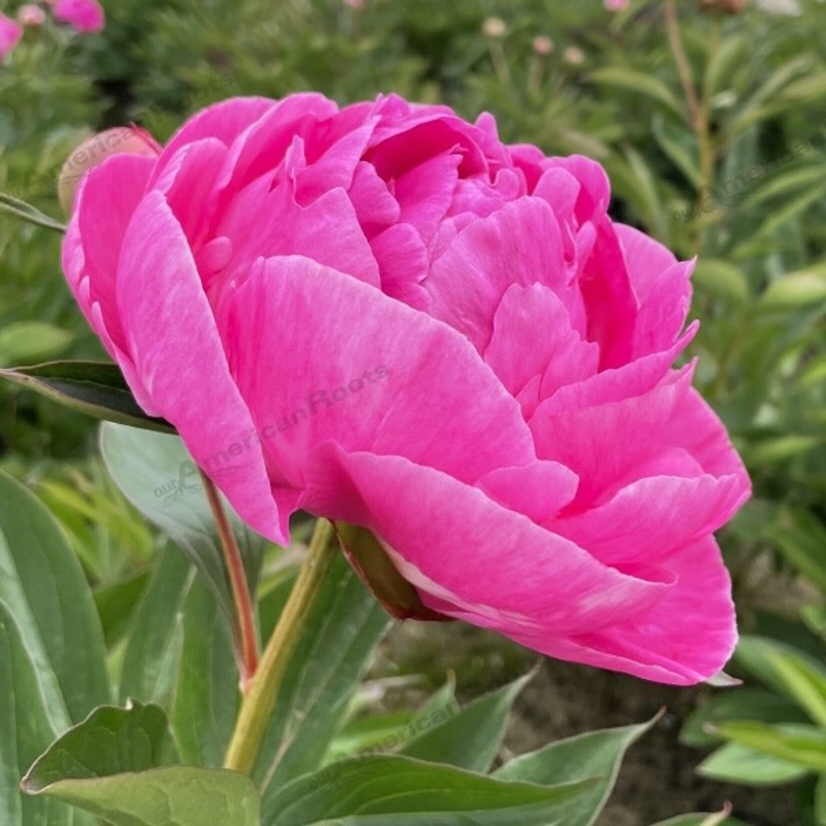 Peony, Alexander Fleming 2G