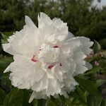 Peony, Festiva Maxima 2G