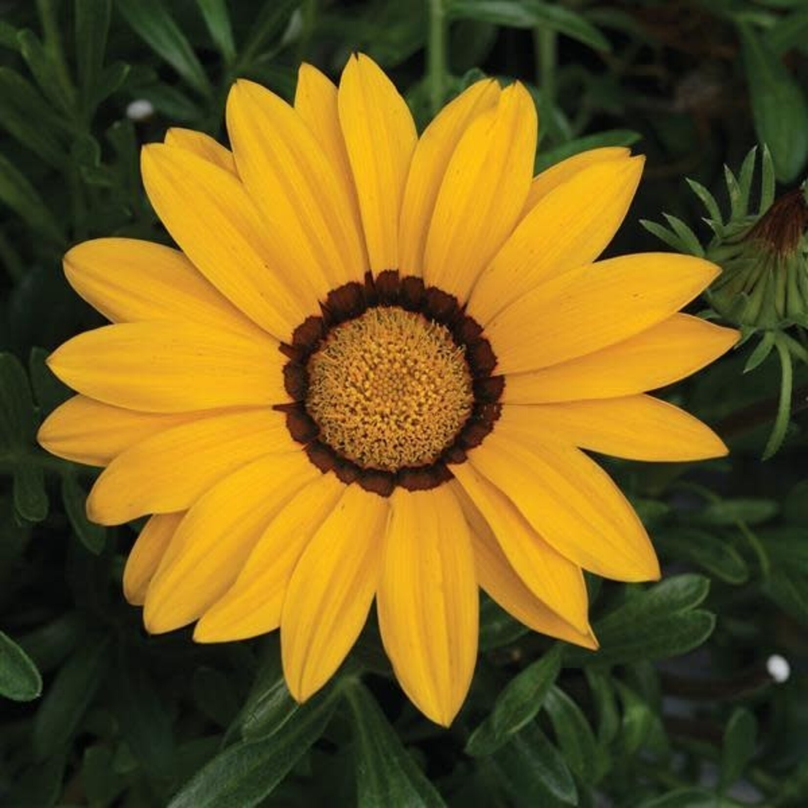 Gazania, Big Kiss Yellow 4 in