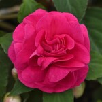 Impatiens, Glimmer Hot Pink 4 in