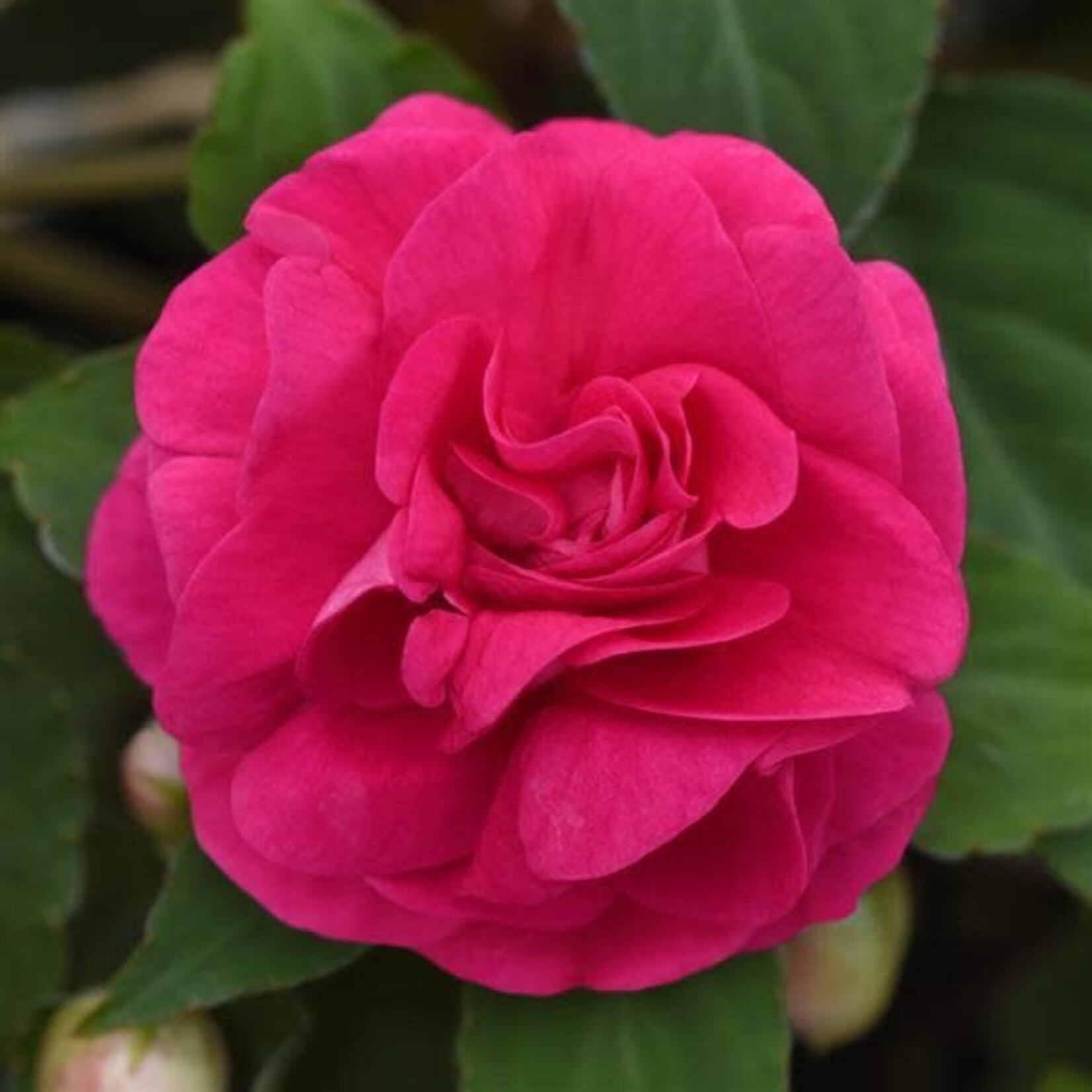 Impatiens, Glimmer Hot Pink 4 in