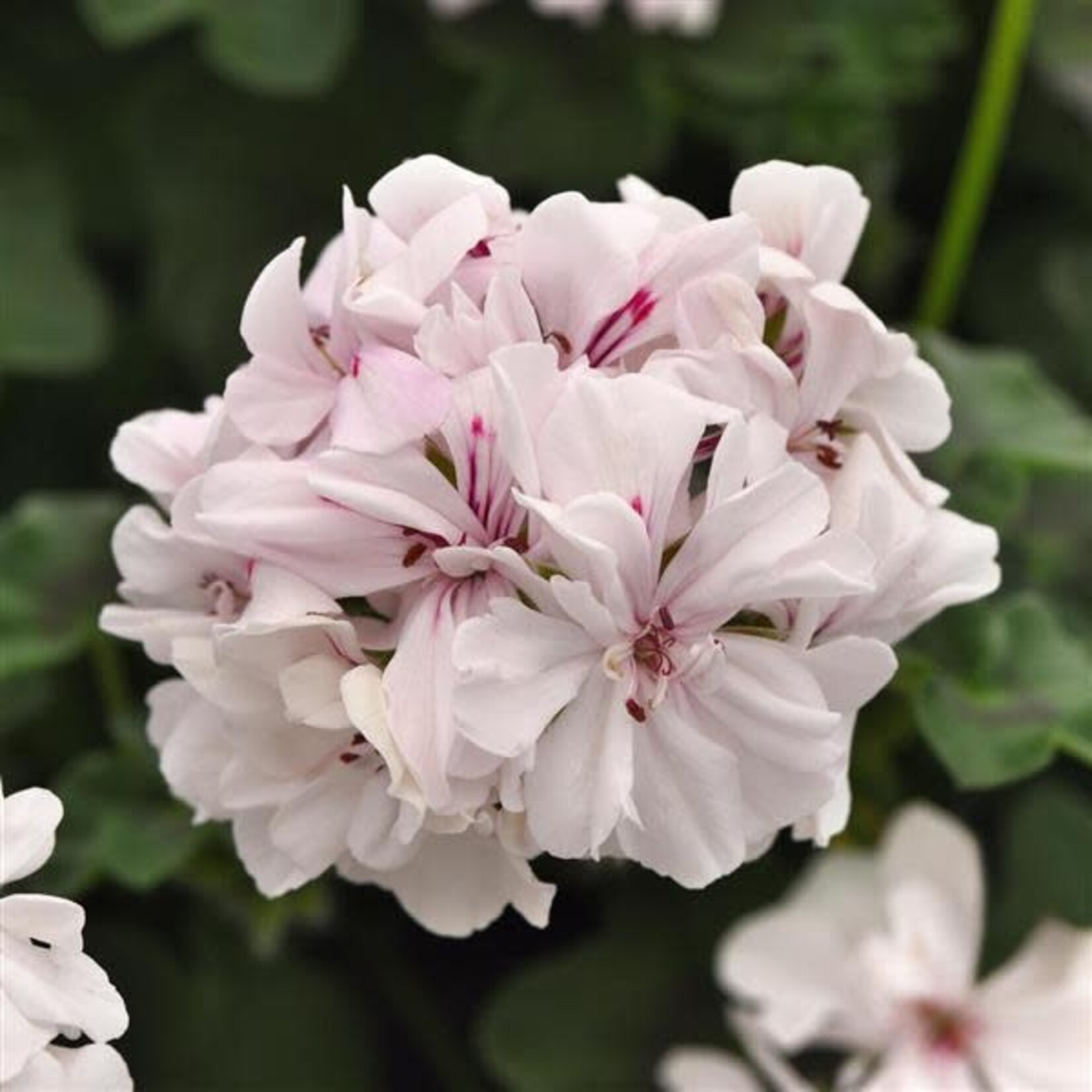 Geranium Ivy, Focus White 4 in