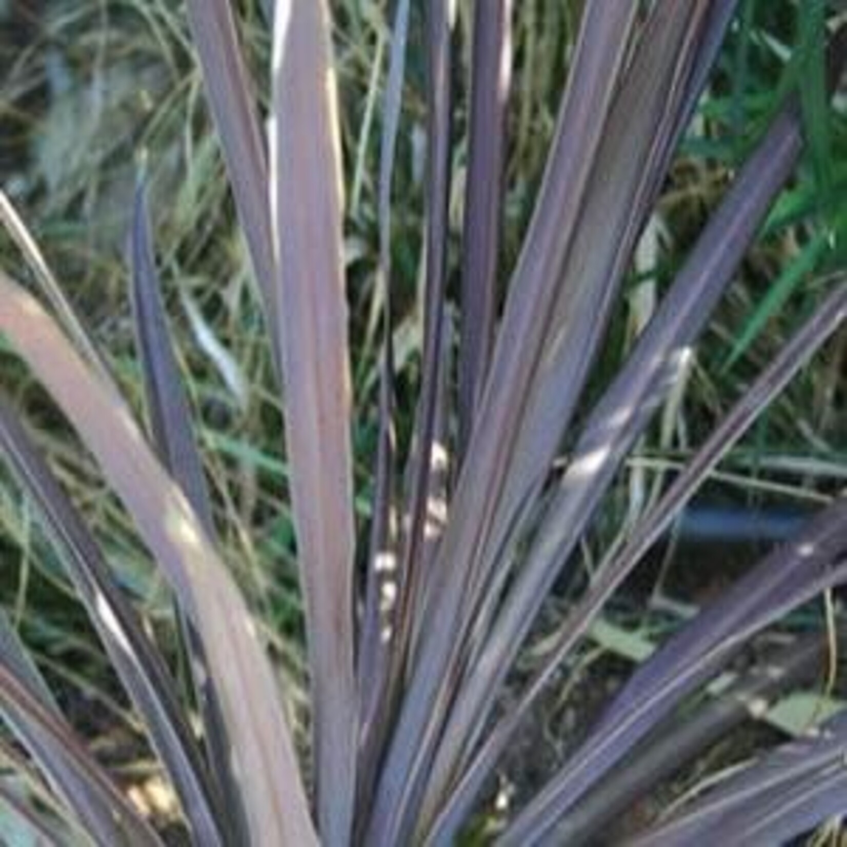 Cordyline, Red Sensation 4 in