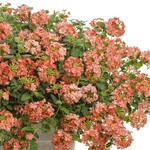 Verbena, Superbena Peachy Keen 4 in