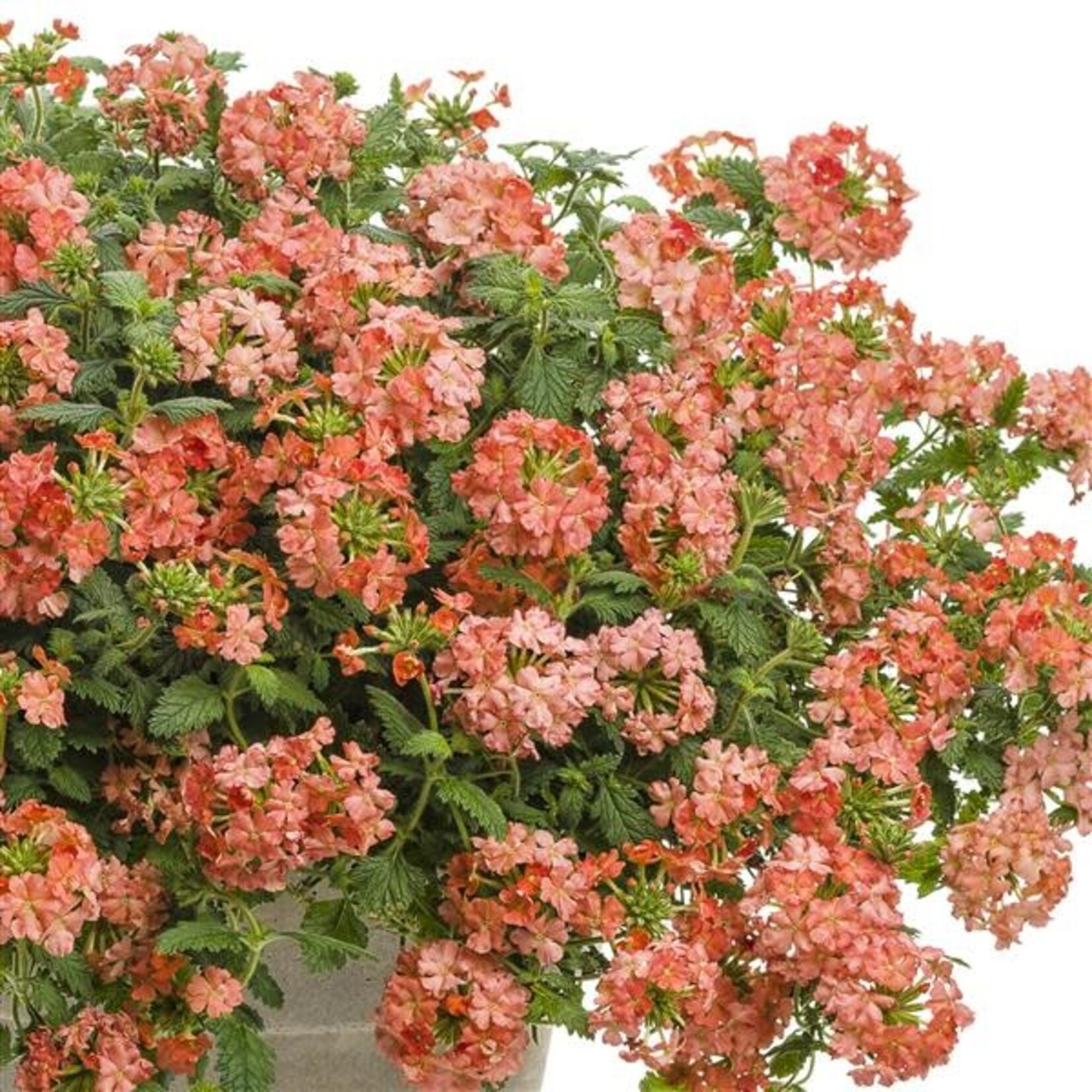 Verbena, Superbena Peachy Keen 4 in