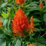 Celosia, Flamma Orange 4 in