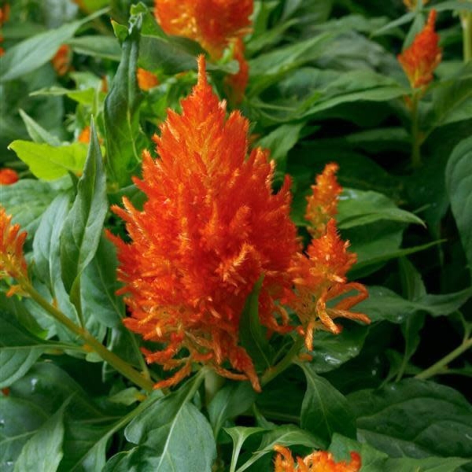 Celosia, Flamma Orange 4 in