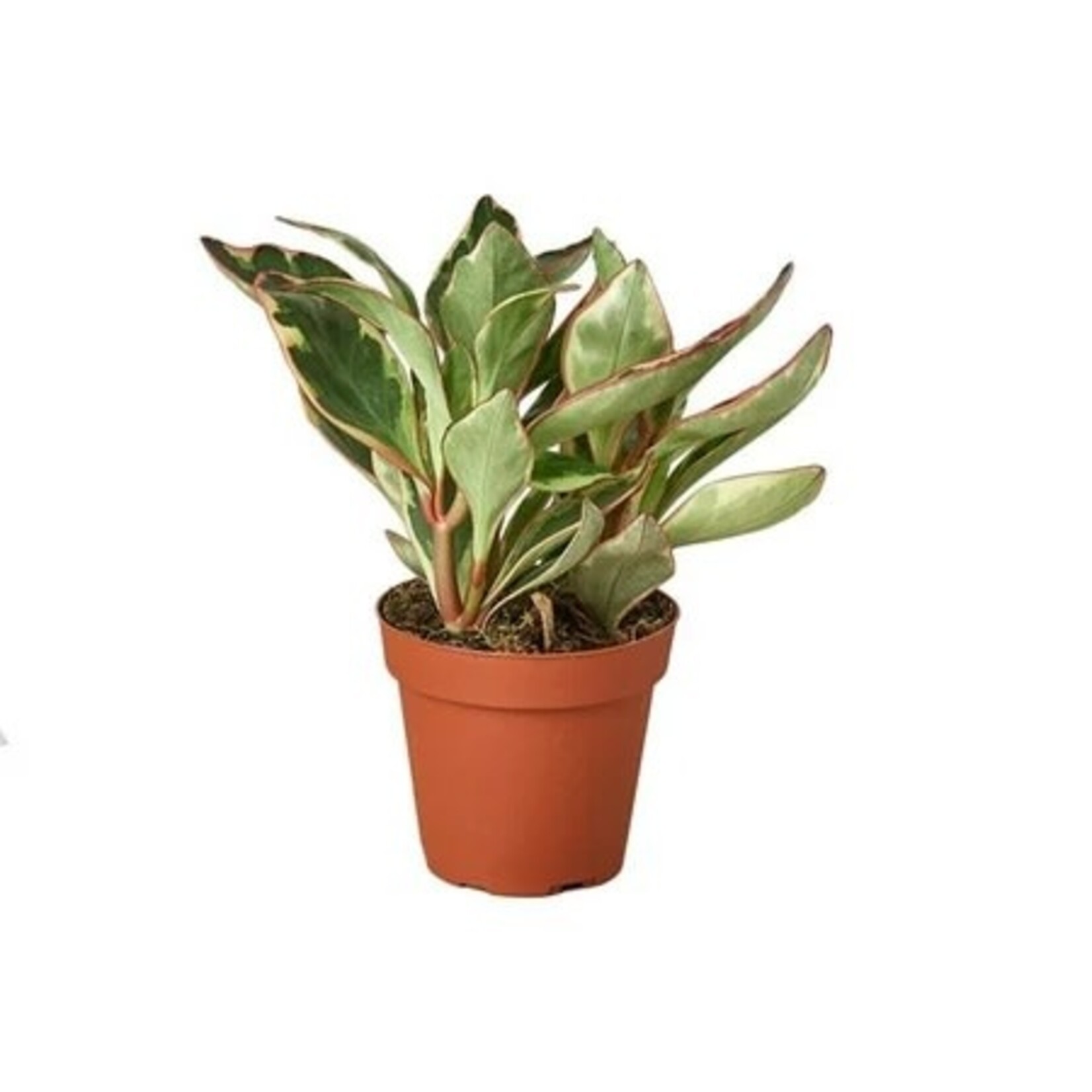 Peperomia, Ginny 4 in