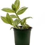 Tradescantia, White Velvet 4 in