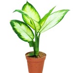 Dieffenbachia, Camille 4 in