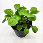 Pilea Peperomioides, 6 in