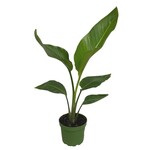 Bird of Paradise, Orange 4 in
