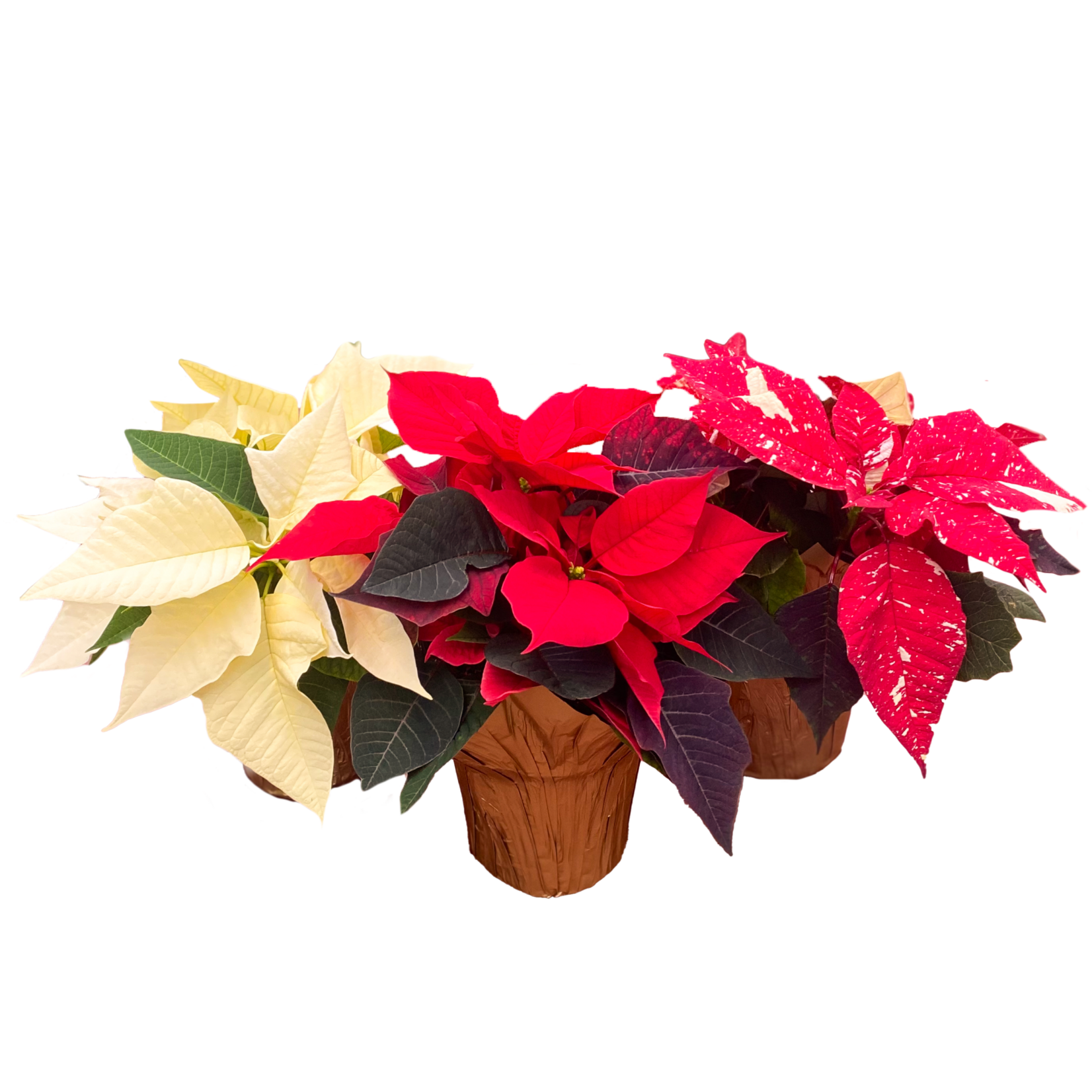 Poinsettia, Asst. 4 in