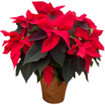 Poinsettia, Asst. 8 in