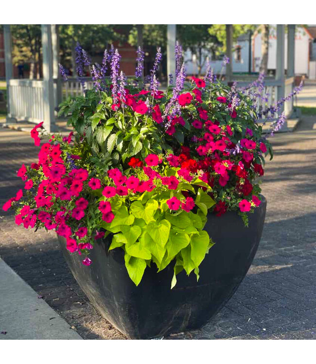 Skyline, Large Street Planting BIA