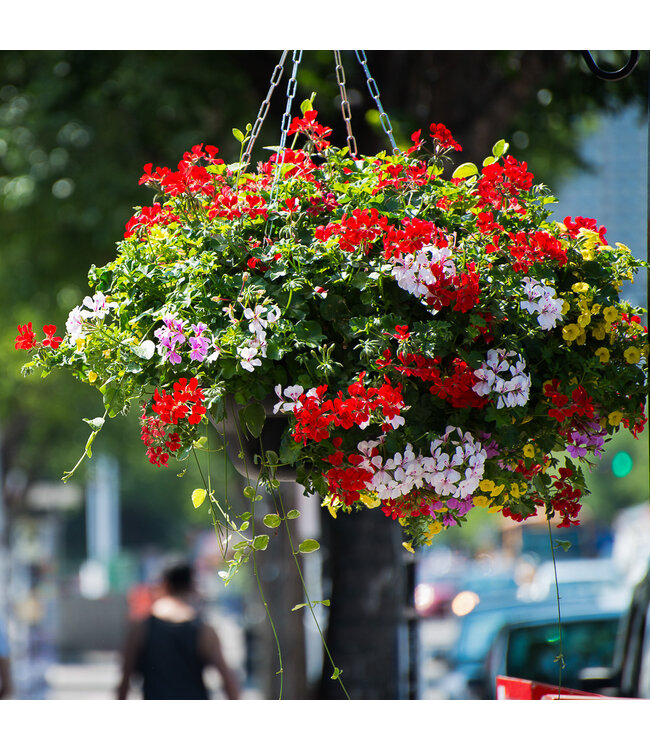 Basket, Flower Planted BIA