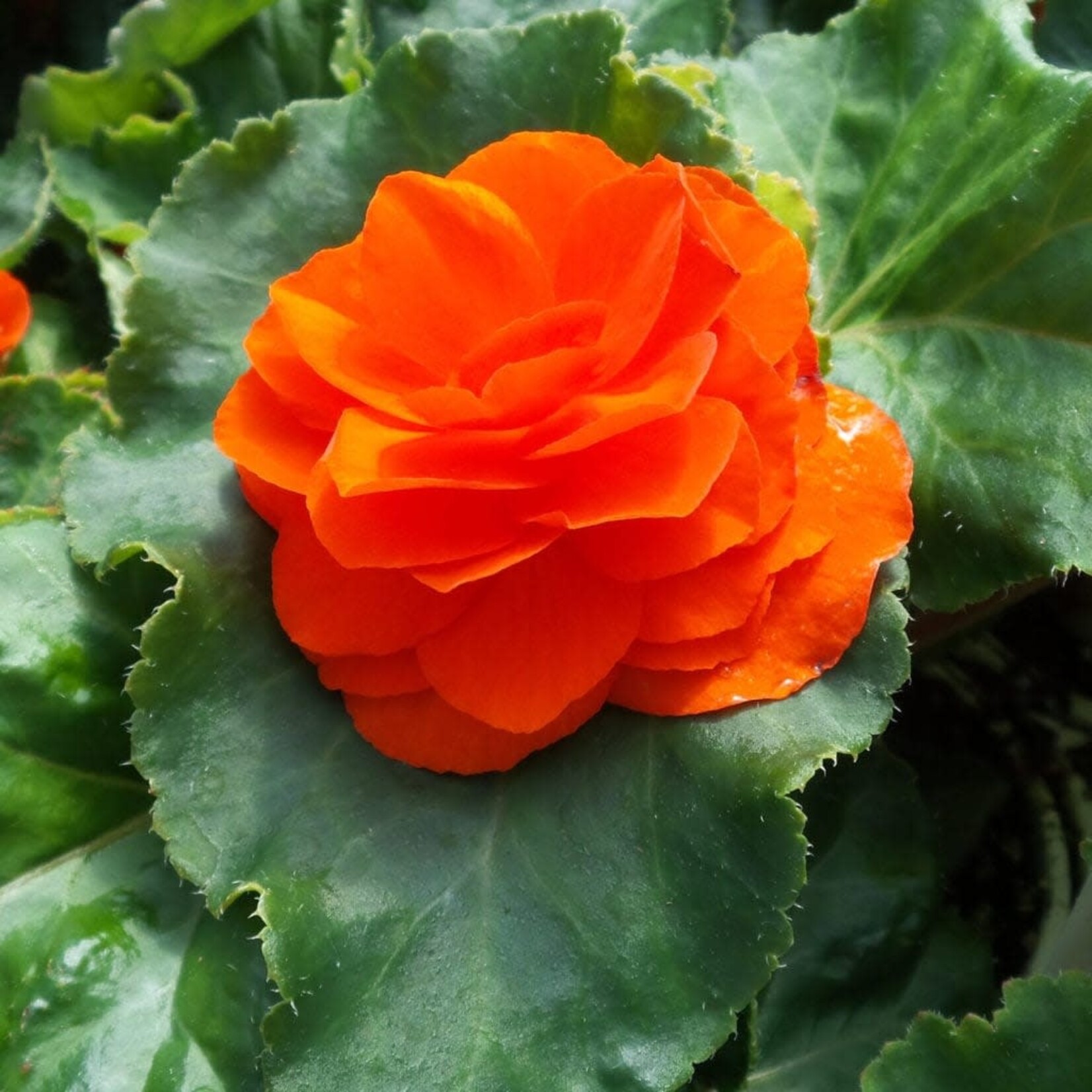 Begonia, Nonstop Orange 4 in