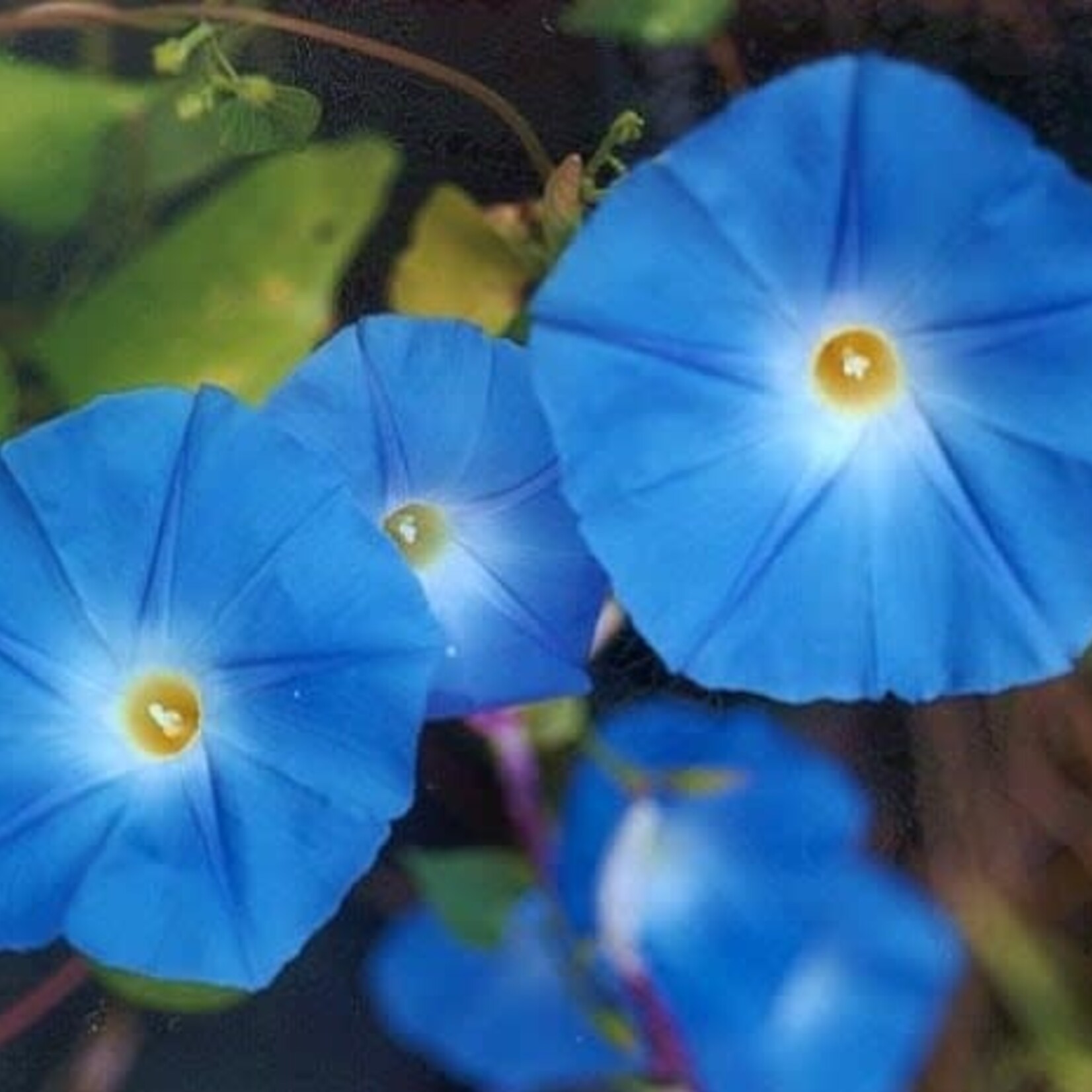 Morning Glory, Heavenly Blue 6-pak