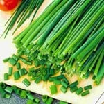Herb, Chives Garlic 4 in