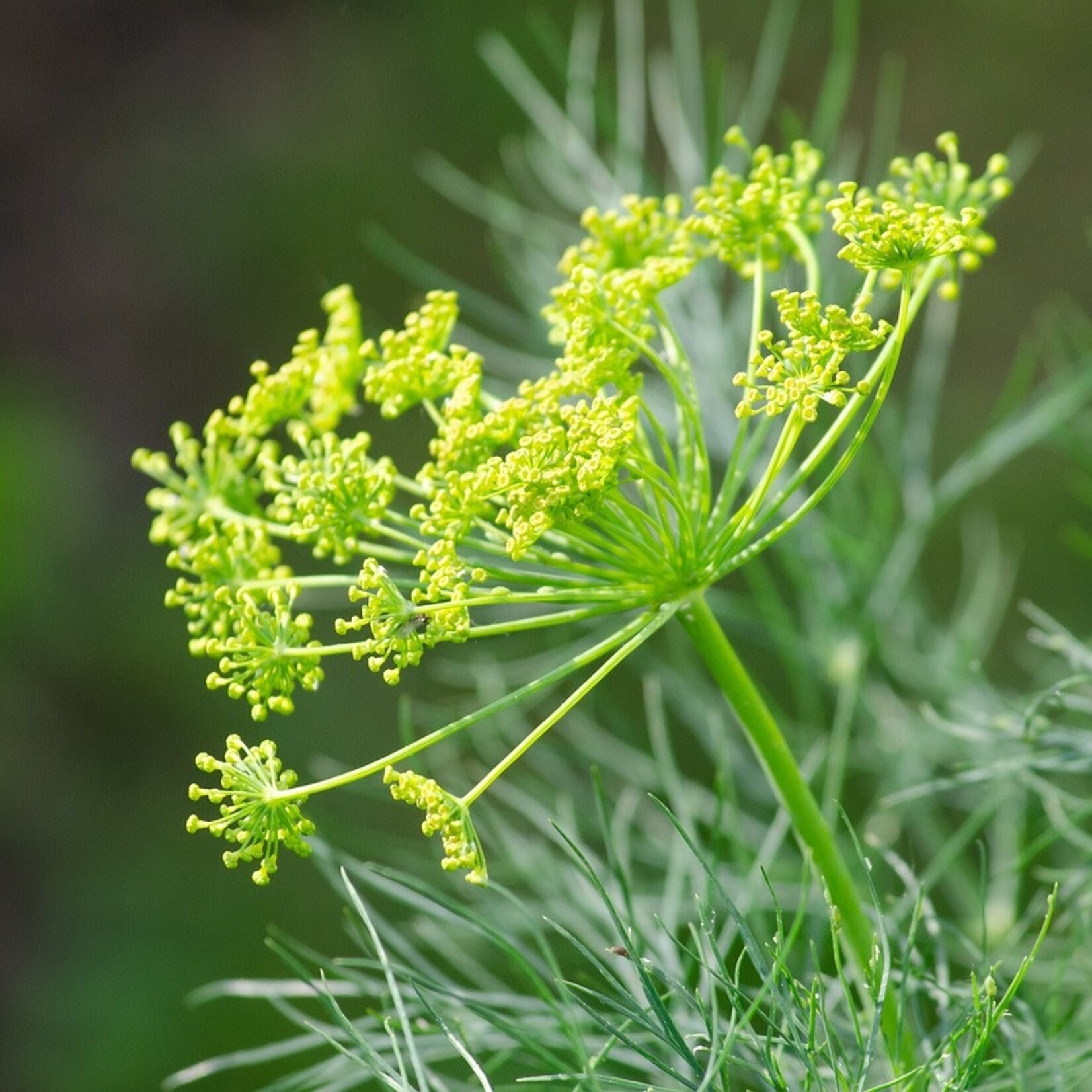 Herb, Dill Bouquet 4 in