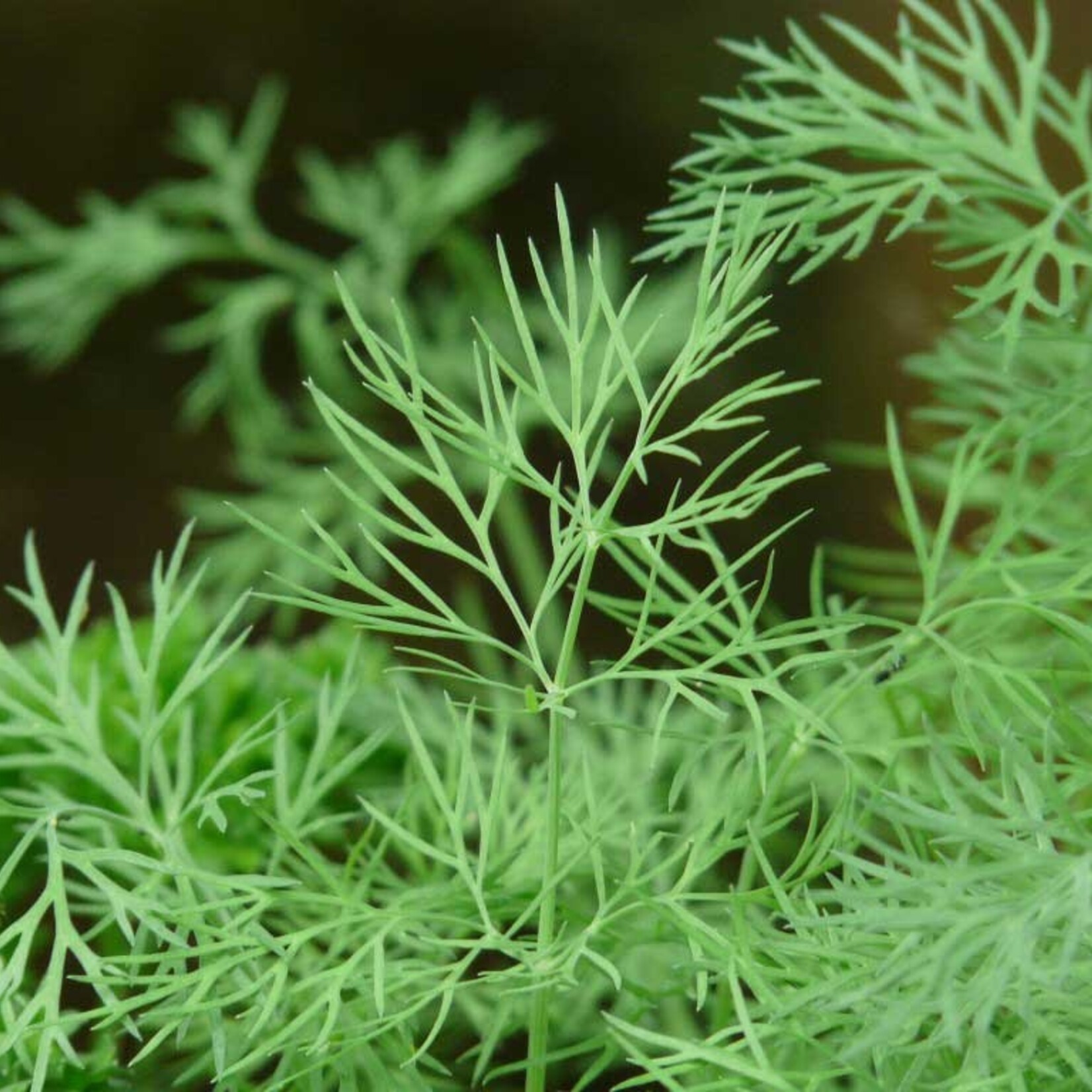 Herb, Dill Fernleaf 4 in