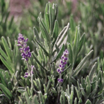 Herb, Lavender 4 in