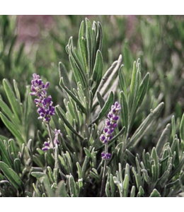 Herb, Lavender 4 in
