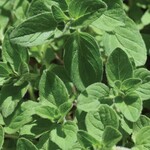 Herb, Oregano 4 in