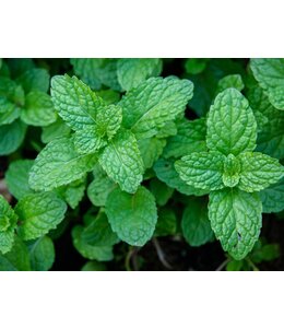 Herb, Mint Peppermint 4 in