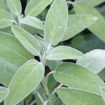 Herb, Sage 4 in