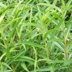 Herb, Tarragon 4 in