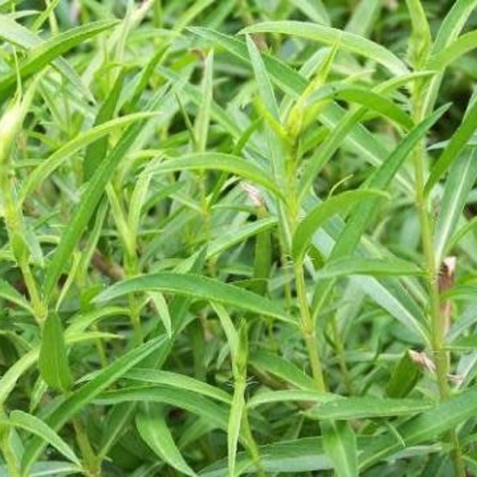 Herb, Tarragon 4 in