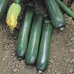 Zucchini, Ball's 4 in