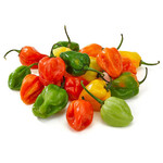 Pepper, Habanero 4 in