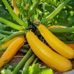Zucchini, Golden Zebra 4 in