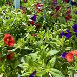 Basket, 12 in Calibrachoa Annual Mix, Pink and Purple