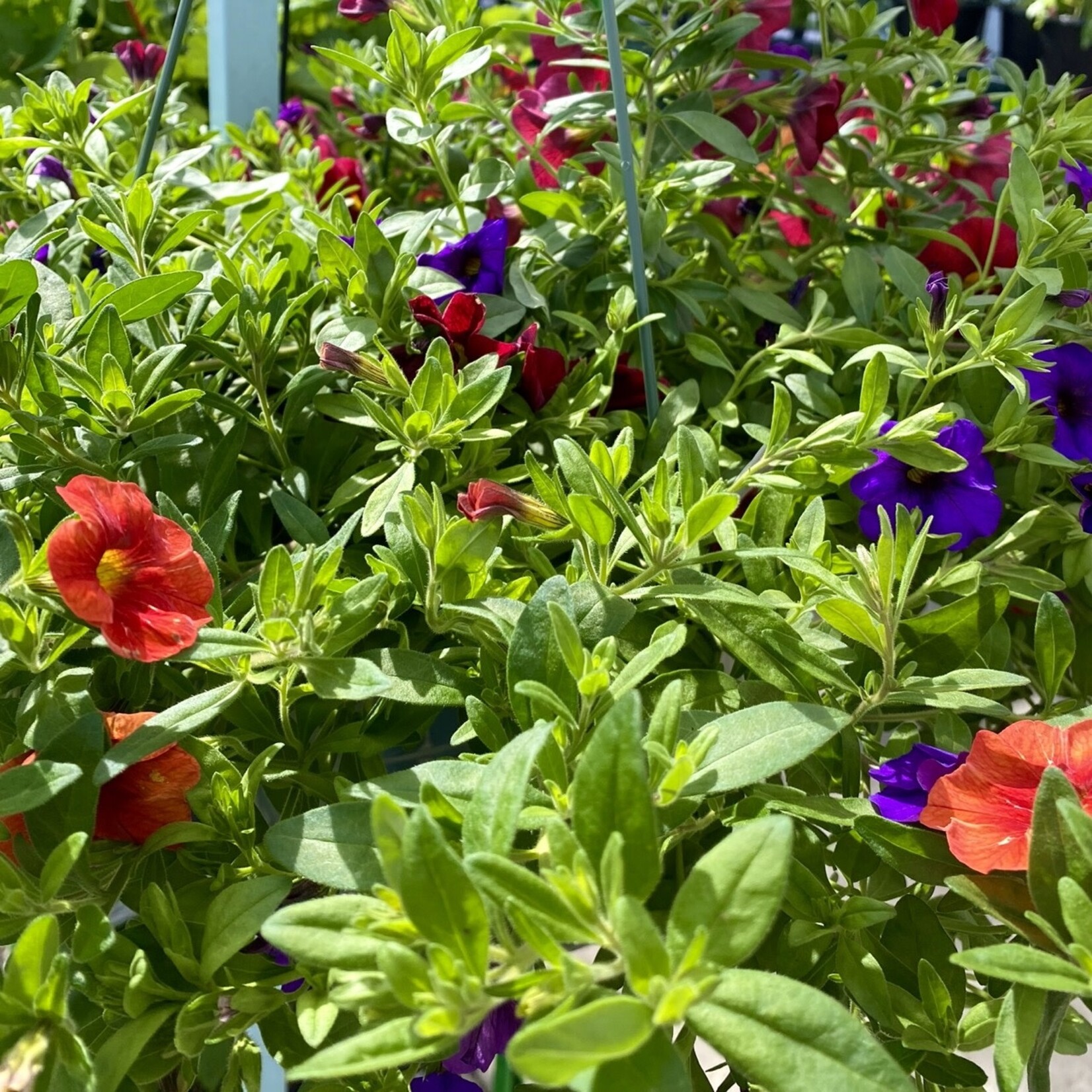 Basket, 12 in Calibrachoa Annual Mix, Pink and Purple