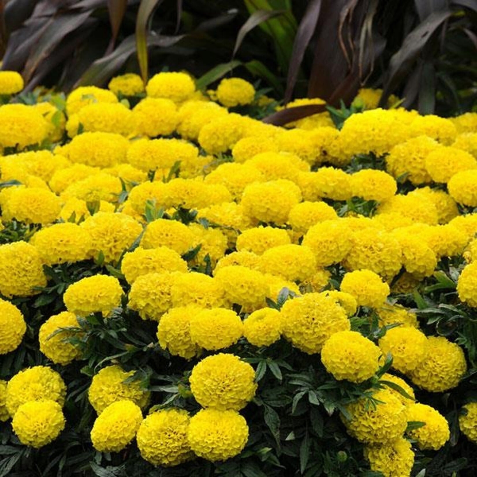 Marigold, African- Taishan Yellow 6-pak
