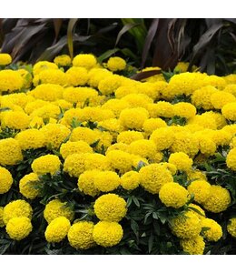 Marigold, African- Taishan Yellow 6-pak