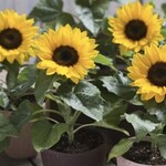 Sunflower, Smiley 4 in