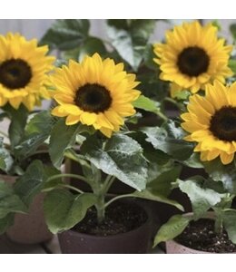 Sunflower, Smiley 4 in