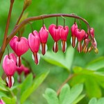 Bleeding Heart, Spectabilis 2G