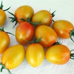 Tomato, Sunset Torch 4 in