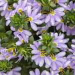 Scaevola, Whirlwind Starlight 4 in