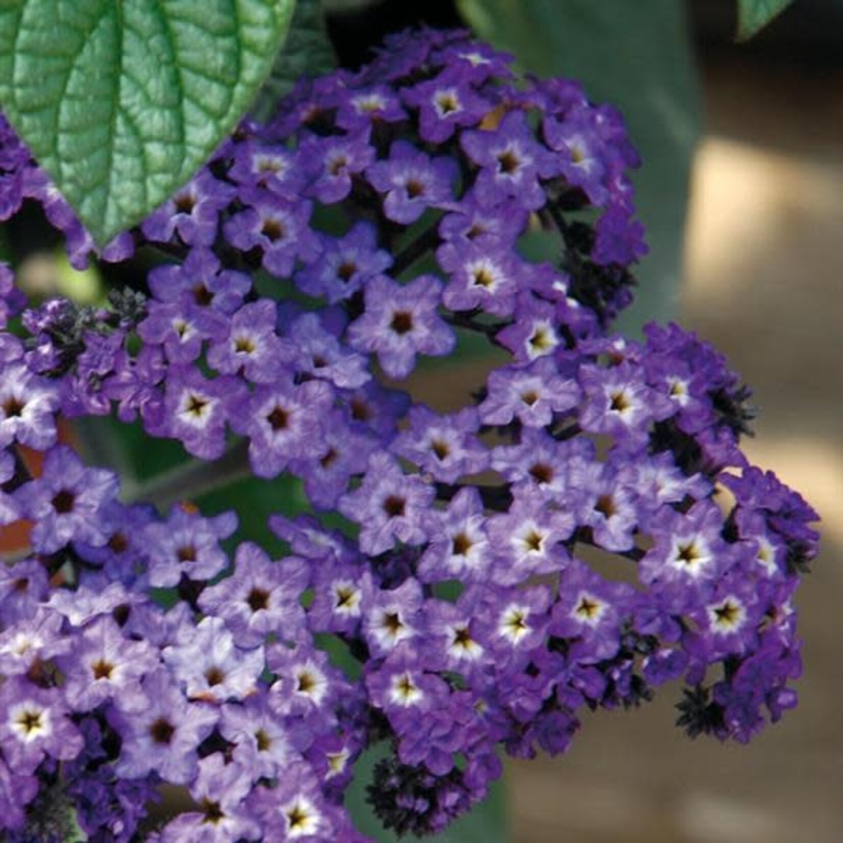 Heliotrope, Marino Blue 4 in