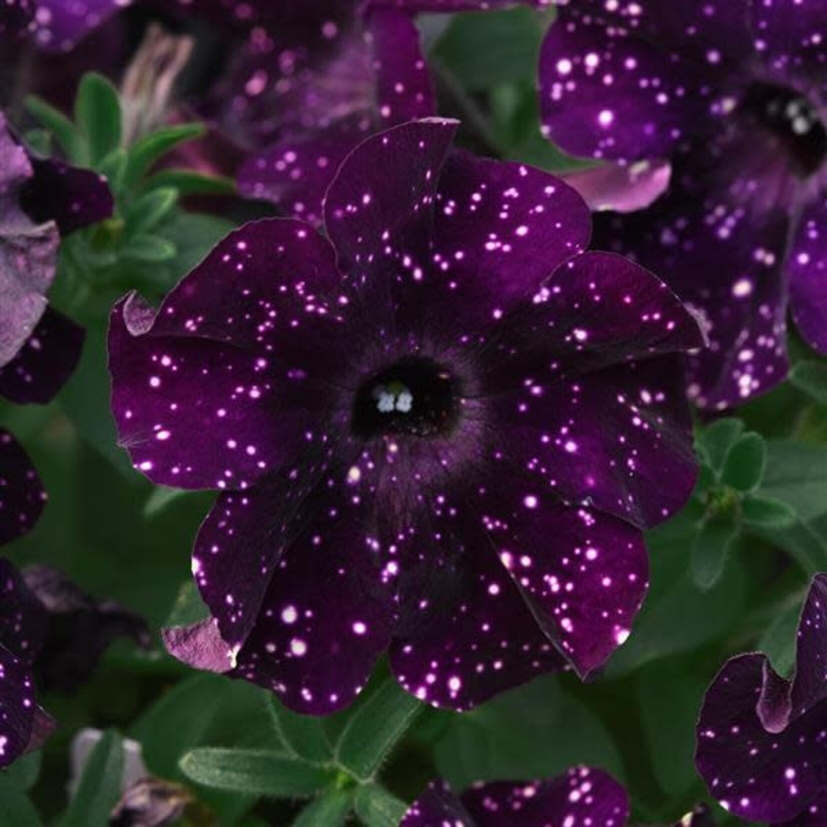 Petunia, Starlet Midnight Sky 4 in